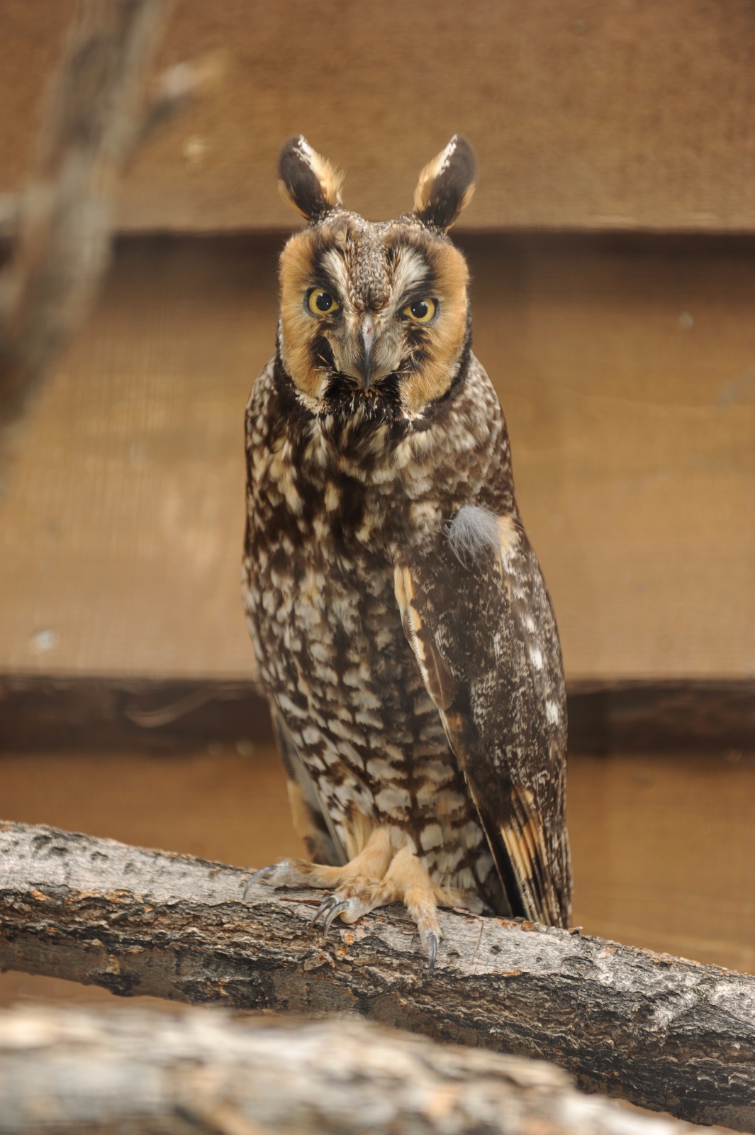Long Eared Owl 48